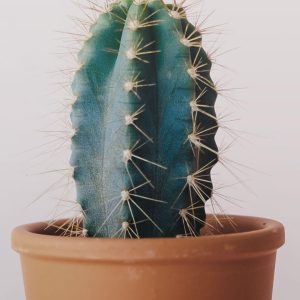flower 01 c.jpg